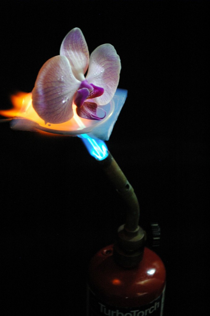 Aerogel Tile Protects Orchid From Blowtorch